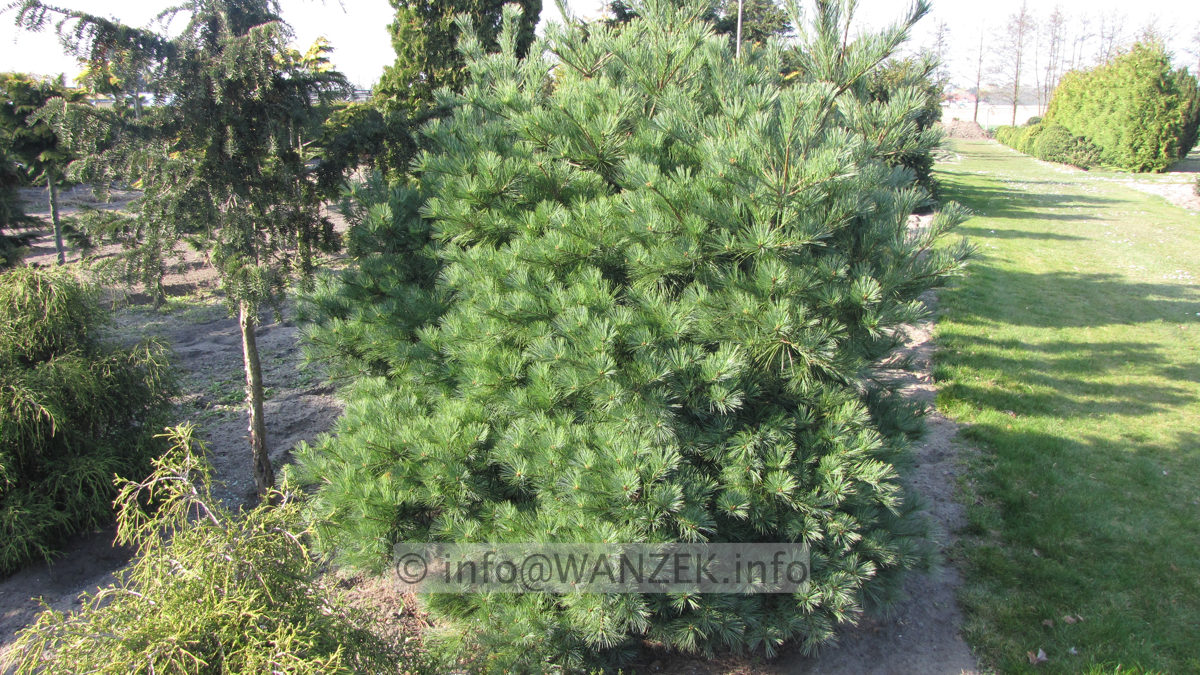 Pinus strobus Minima 2,5m Sol 02.JPG